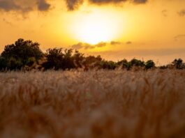 Golden wheat field glowing at sunset, evoking the parable of the wheat and the weeds