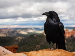 Black raven perched on a sandstone ledge with a canyon landscape and cloudy sky behind.