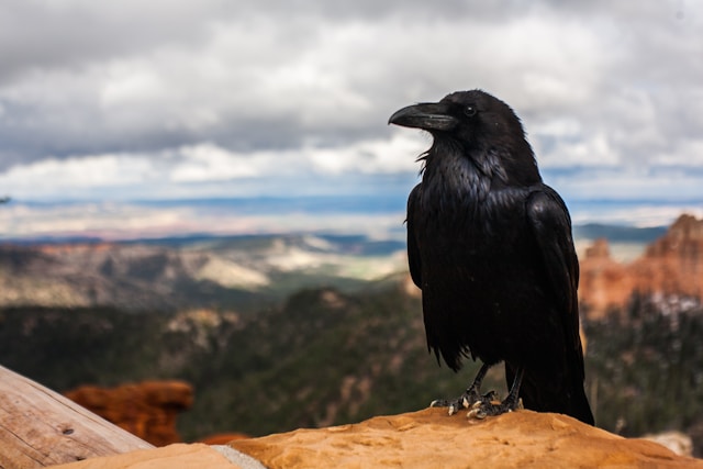 Black raven perched on a sandstone ledge with a canyon landscape and cloudy sky behind.